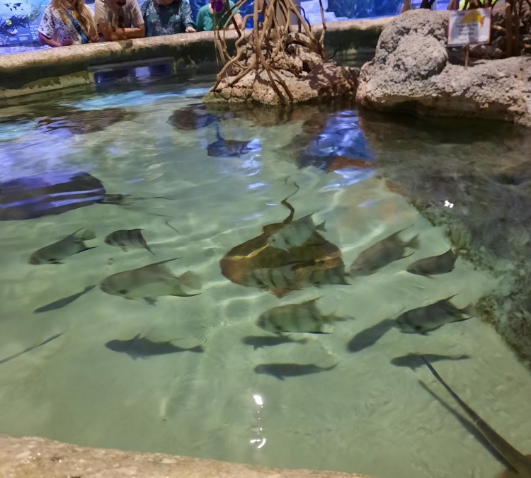 Oklahoma Aquarium (Jenks,&nbspOK)